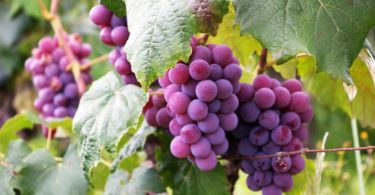 Les vendanges ont déjà commencé en Alsace... deux semaines plus tôt que d'habitude