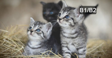 Les Français sont plus chats que chiens