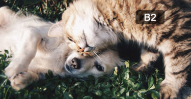 chien et chat