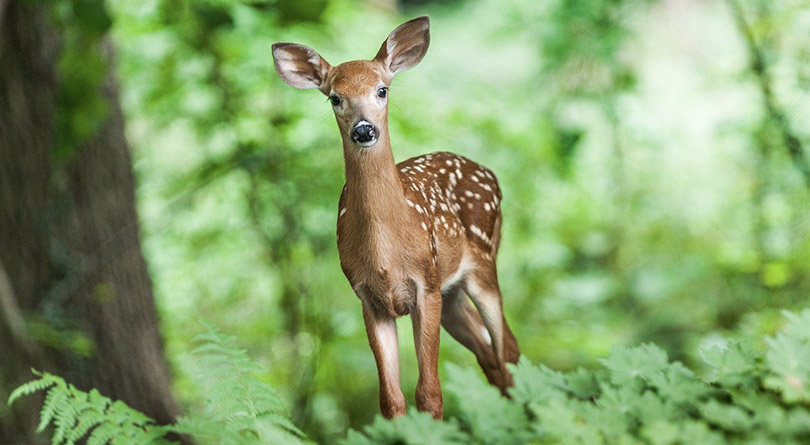 les animaux de la forêt