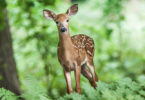 Animaux de la forêt