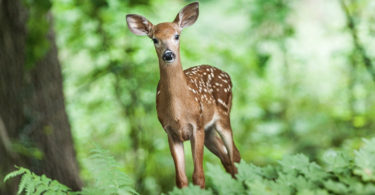 Animaux de la forêt