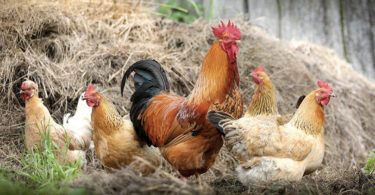 Les animaux de la ferme