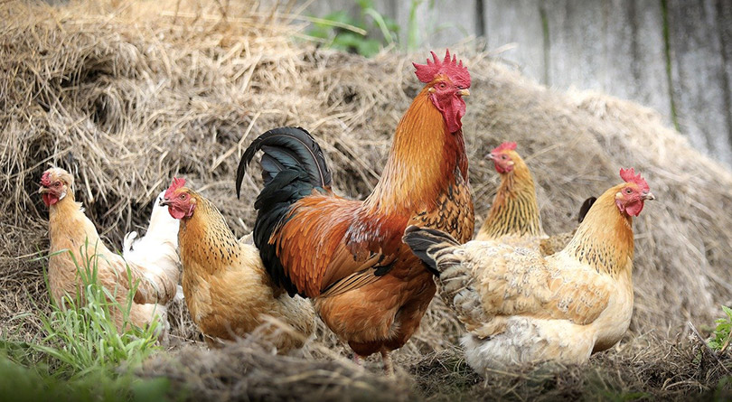 Les animaux de la ferme