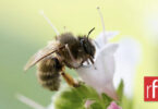 Un nouveau rapport sur la biodiversité