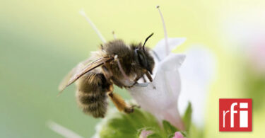 Un nouveau rapport sur la biodiversité