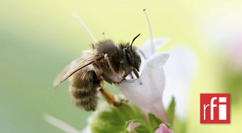 Un nouveau rapport sur la biodiversité