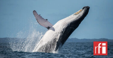 Interdiction de la pêche à la baleine