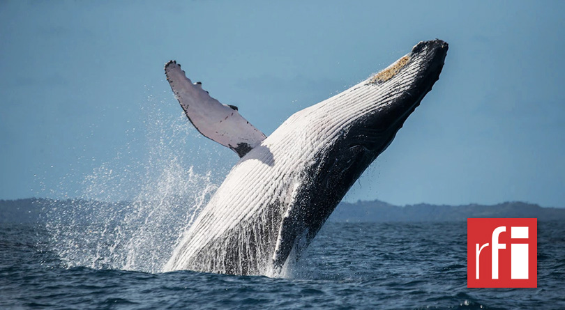 Interdiction de la pêche à la baleine