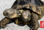 Janus, la plus vieille tortue bicéphale