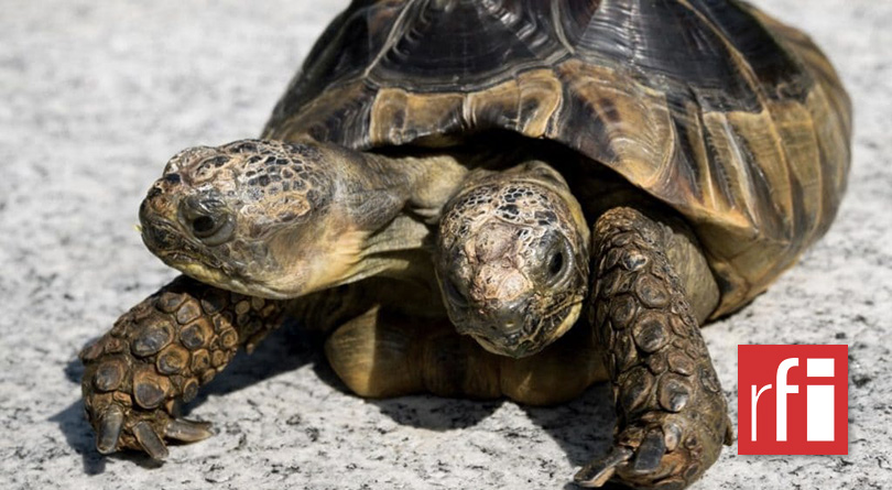 Janus, la plus vieille tortue bicéphale